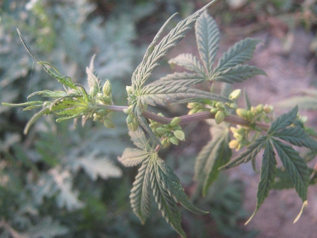 Male cannabis indica plant.